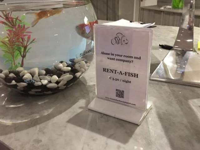 Этот отель предлагает рыбку для компании