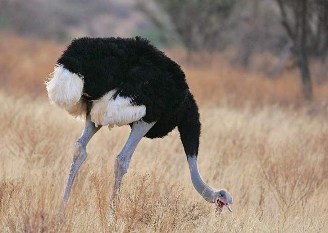 2 место. Сомалийский страус (110 кг)