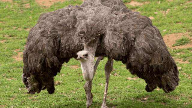 1 место. Африканский страус (156 кг)