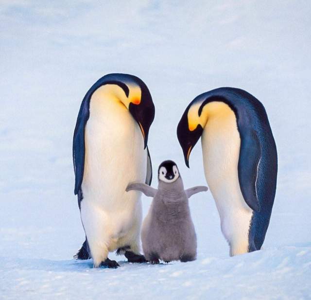 6 место. Императорский пингвин (46 кг)