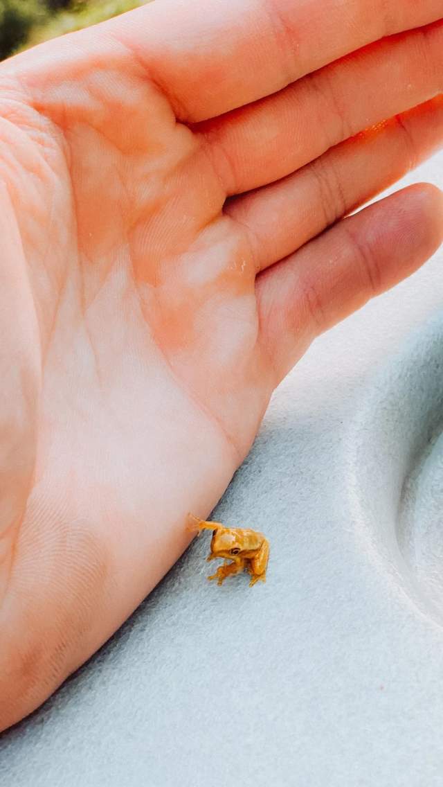 Малюсенькая лягушка