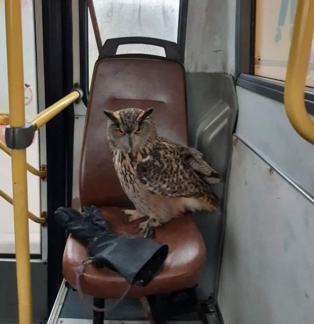 Какой шанс встретить сову в автобусе