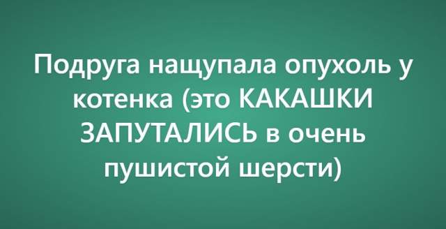 Пользователи рассказали о своих самых нелепых поездках к ветеринару