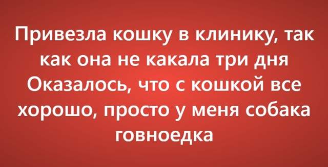 Пользователи рассказали о своих самых нелепых поездках к ветеринару