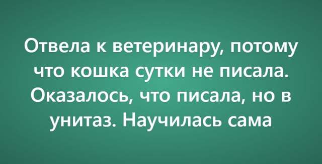 Пользователи рассказали о своих самых нелепых поездках к ветеринару