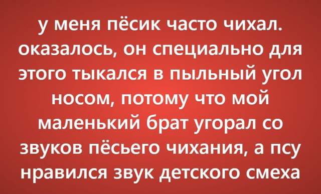 Пользователи рассказали о своих самых нелепых поездках к ветеринару