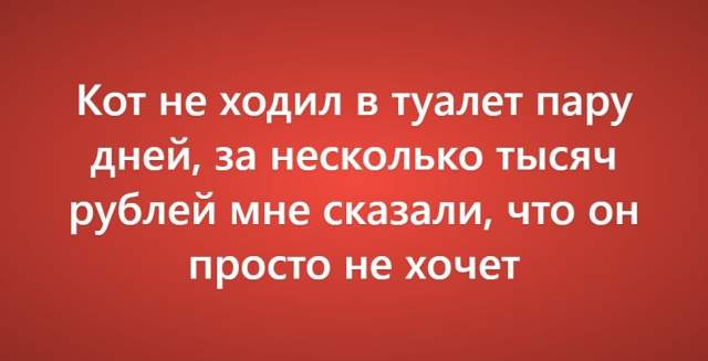 Пользователи рассказали о своих самых нелепых поездках к ветеринару