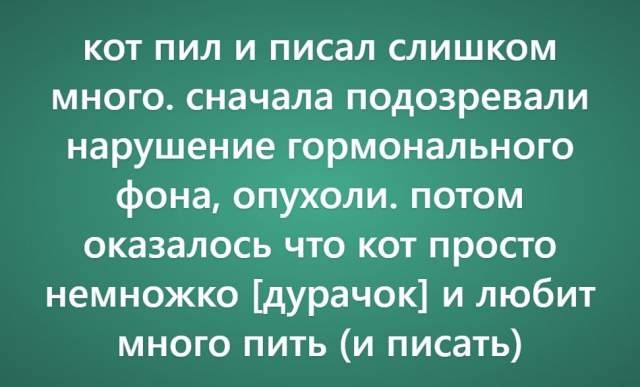 Пользователи рассказали о своих самых нелепых поездках к ветеринару