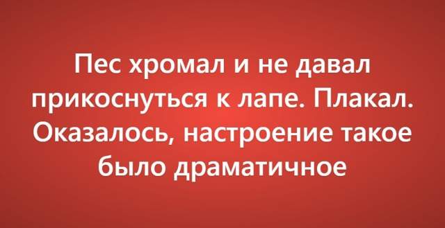 Пользователи рассказали о своих самых нелепых поездках к ветеринару