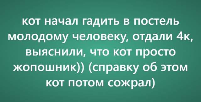 Пользователи рассказали о своих самых нелепых поездках к ветеринару