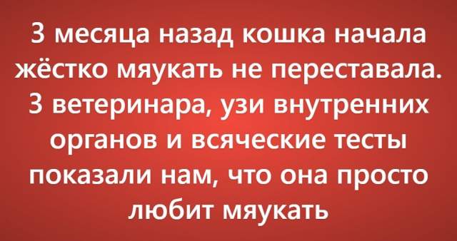 Пользователи рассказали о своих самых нелепых поездках к ветеринару