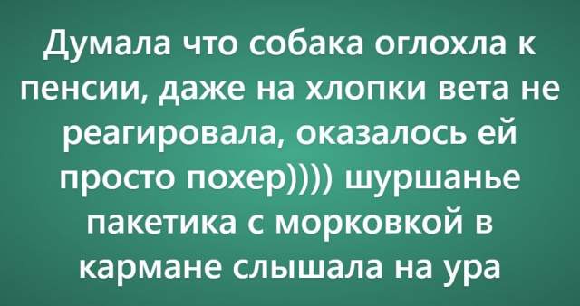 Пользователи рассказали о своих самых нелепых поездках к ветеринару