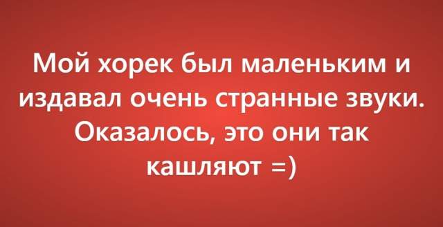 Пользователи рассказали о своих самых нелепых поездках к ветеринару