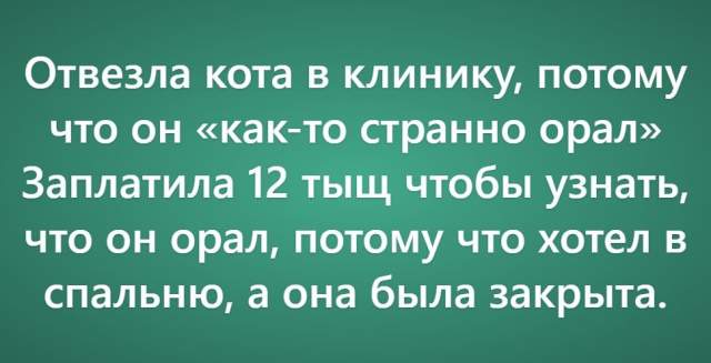 Пользователи рассказали о своих самых нелепых поездках к ветеринару