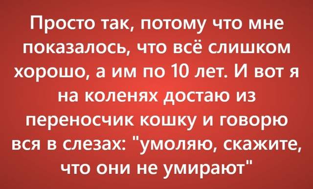 Пользователи рассказали о своих самых нелепых поездках к ветеринару