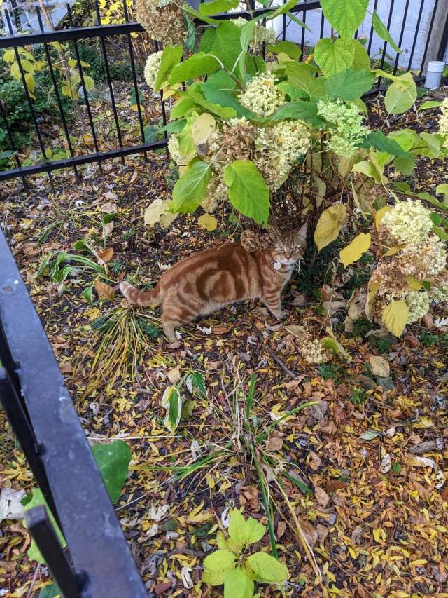 Котик с буквой «А» на шерстке