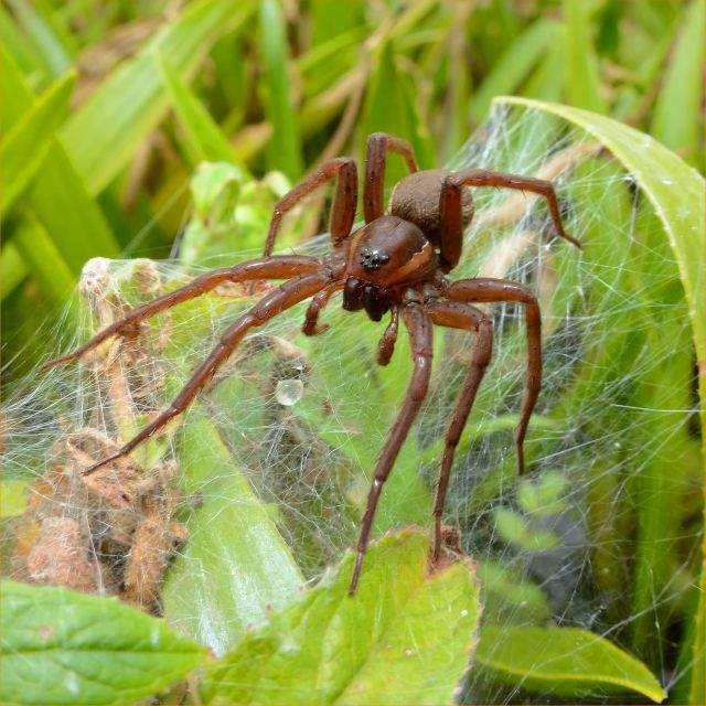 Dolomedes plantarius