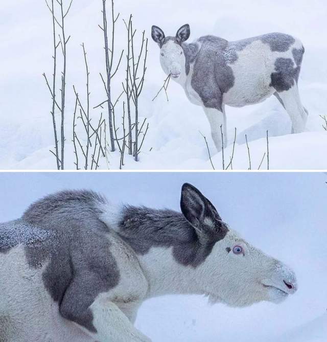 Пегий лось — настоящий уникум!