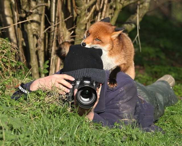 Дикие животные мешают фотографам выполнять свою работу