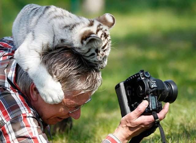 Дикие животные мешают фотографам выполнять свою работу