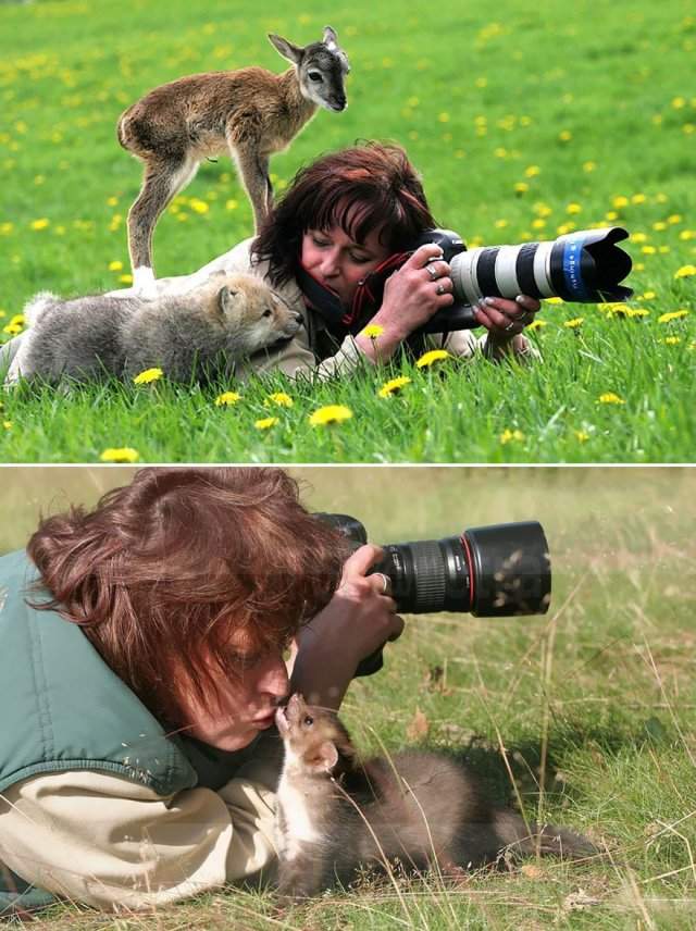 Дикие животные мешают фотографам выполнять свою работу