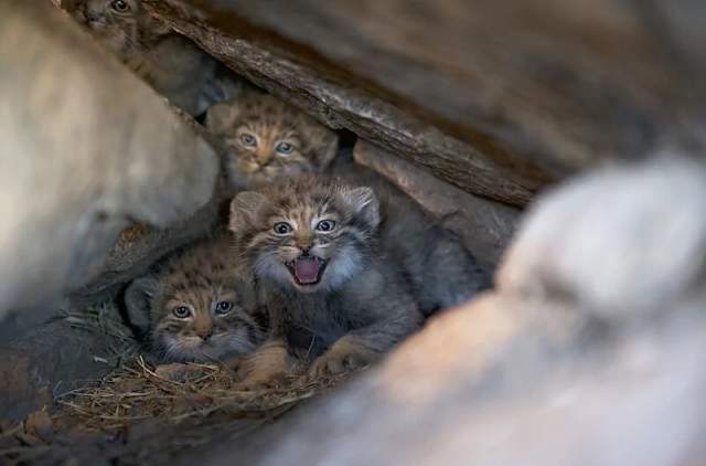 Лучше не приближайтесь