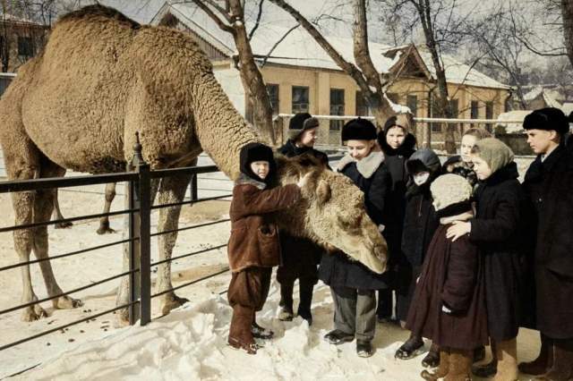 В Московском зоопарке, 1952 год.