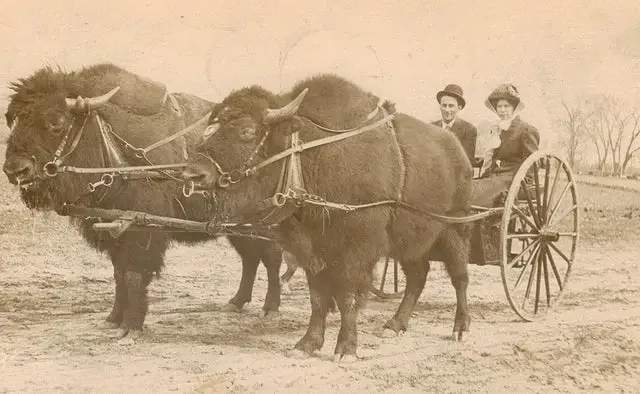 Упряжка бизонов XIX век Су-Фолс, Южная Дакота, 1885 год