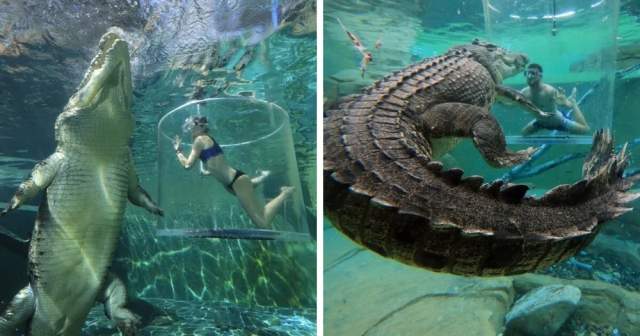 Бассейн Crocosaurus Cove, Австралия