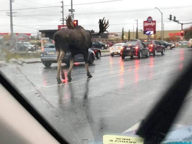 Тем временем на Аляске