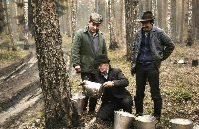 Мужчины собирают березовый сок в лесу. СССР, 1986 год.