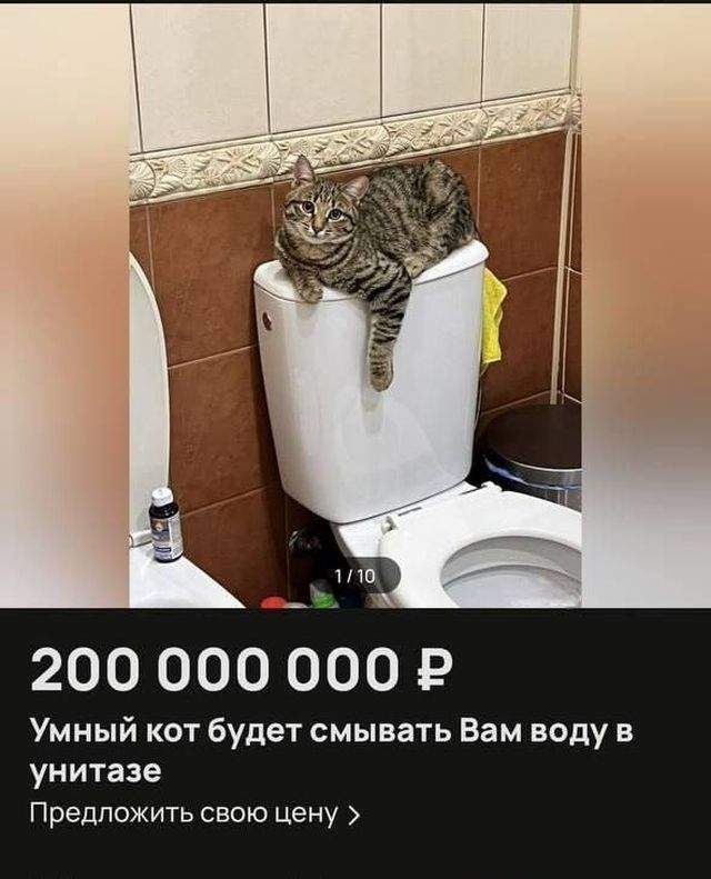 В Подмосковье продают удивительного кота за 200 миллионов рублей