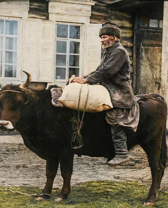 Перевозка клади на быке. Русские, Якутия (Саха), Олёкминск, вторая половина XIX в.