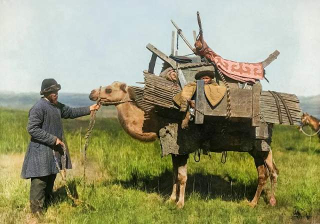 Верблюд, нагруженный домашним скарбом (кочевка). Казахстан, 1899 год.