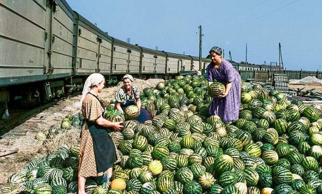 Погрузка арбузов в вагоны. СССР, 1950-е.