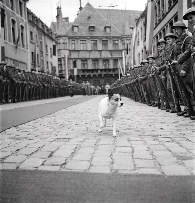 Собака случайно попала на парад, Люксембург, 1950-е годы