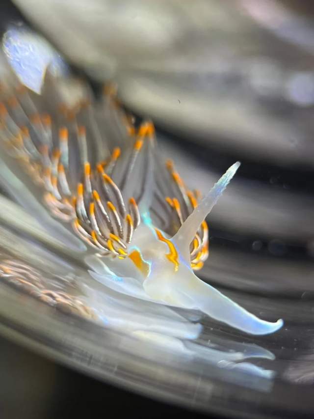 Морской слизень Hermissenda crassicornis Морской слизень Hermissenda crassicornis
