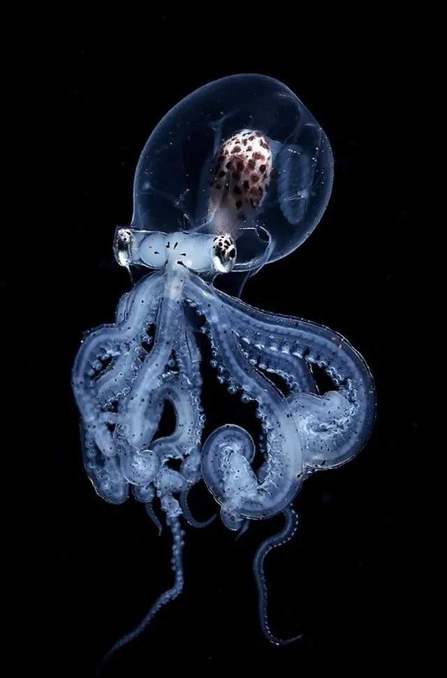 Wunderpus photogenicus Wunderpus photogenicus