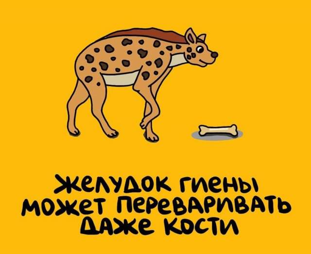 Будете знать: приколы для того, чтобы козырнуть в компании