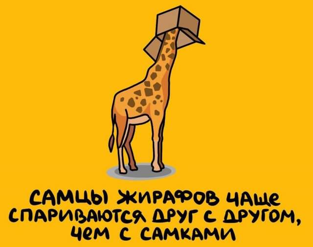 Будете знать: приколы для того, чтобы козырнуть в компании