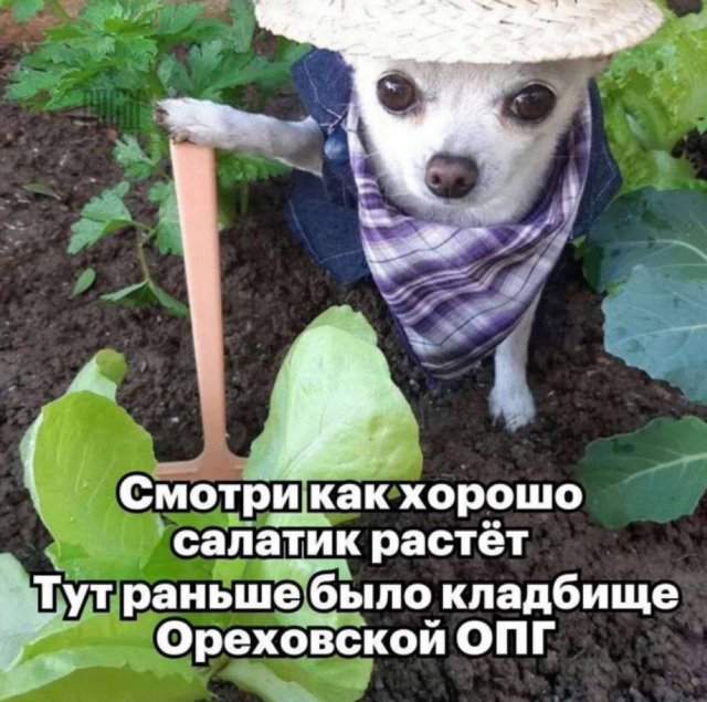 Смешные мемы - 22.04.2025 Смешные мемы - 22.04.2025
