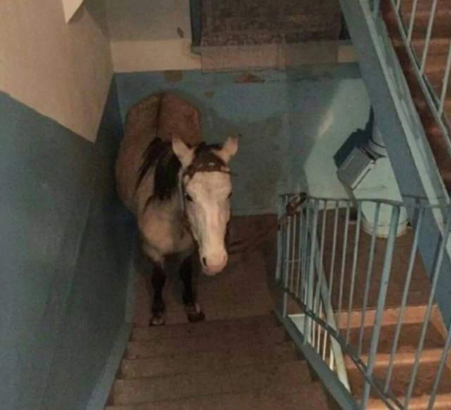 Здравствуйте, это Плотва, а Геральт выйдет?