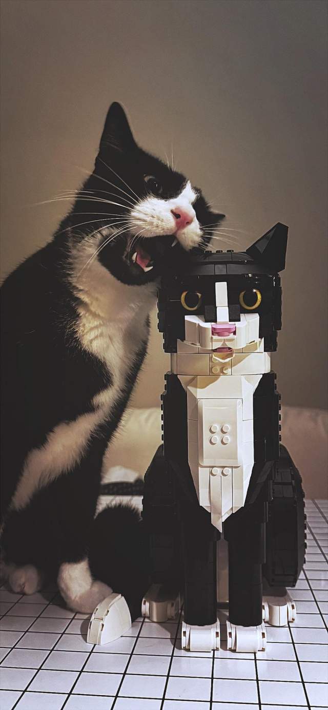 Фото кота, который кусает своего LEGO-клона Фото кота, который кусает своего LEGO-клона
