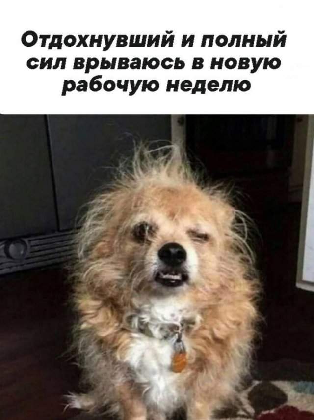 Смешные картинки - 28.04.2025