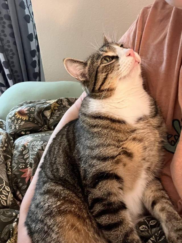 Кошки и собаки, которые в своих хозяевах Кошки и собаки, которые в своих хозяевах