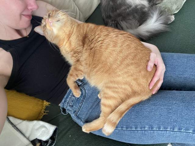 Кошки и собаки, которые в своих хозяевах Кошки и собаки, которые в своих хозяевах