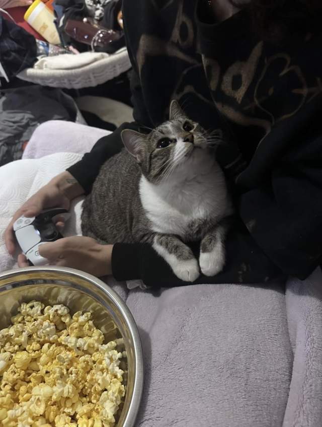 Кошки и собаки, которые в своих хозяевах Кошки и собаки, которые в своих хозяевах