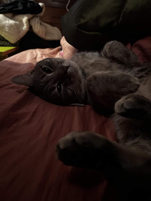 Кошки и собаки, которые в своих хозяевах Кошки и собаки, которые в своих хозяевах
