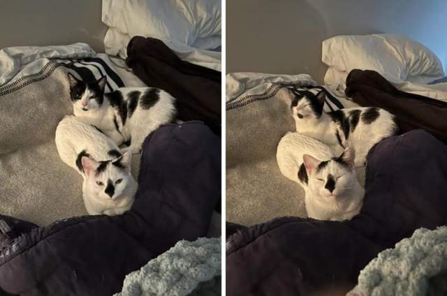 Кошки и собаки, которые в своих хозяевах Кошки и собаки, которые в своих хозяевах