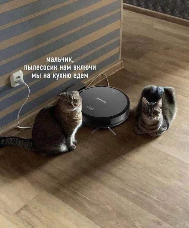 Смешные картинки - 08.05.2025 Смешные картинки - 08.05.2025